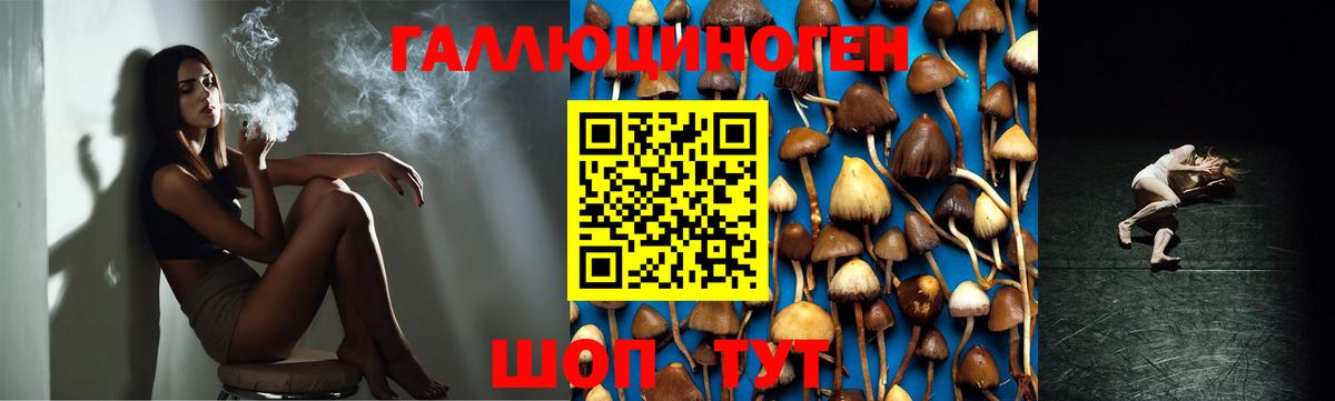 Галлюциногенные грибы Psilocybe  Ивантеевка  Псилоцибиновые грибы Cubensis 