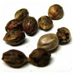 Семена марихуаны АК-47  (Seeds AK-47) в Ивантеевке